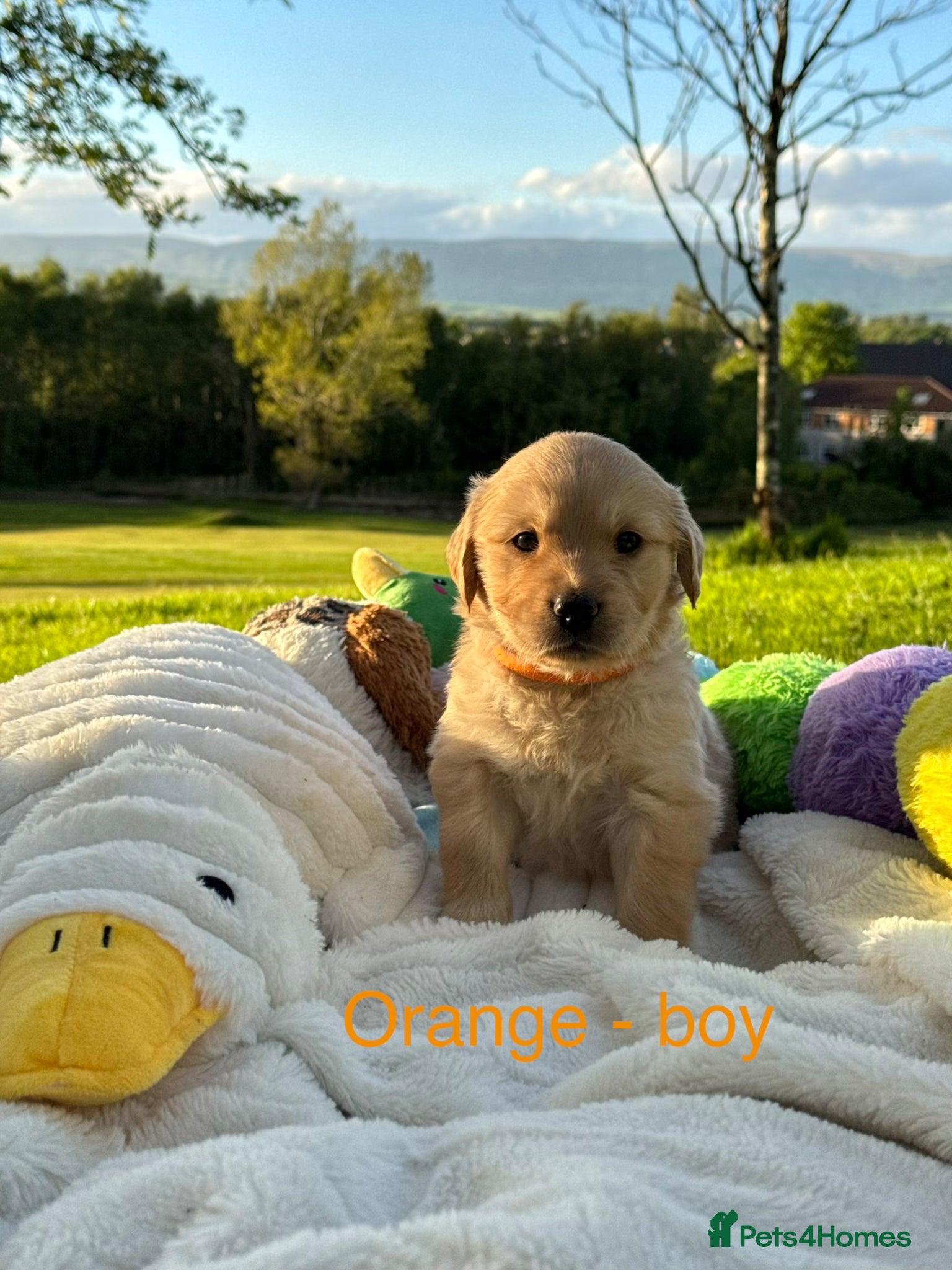 Golden Retriever dogs MGolden Retriever Puppies – Ready from 12th June - Advert 1
