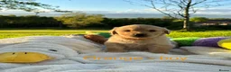 Golden Retriever dogs for sale: MGolden Retriever Puppies – Ready from 12th June - Advert 1