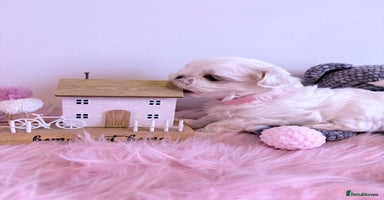 Maltese dogs 🌟🌟Full Korean Baby pups🌟🌟 - Advert 6