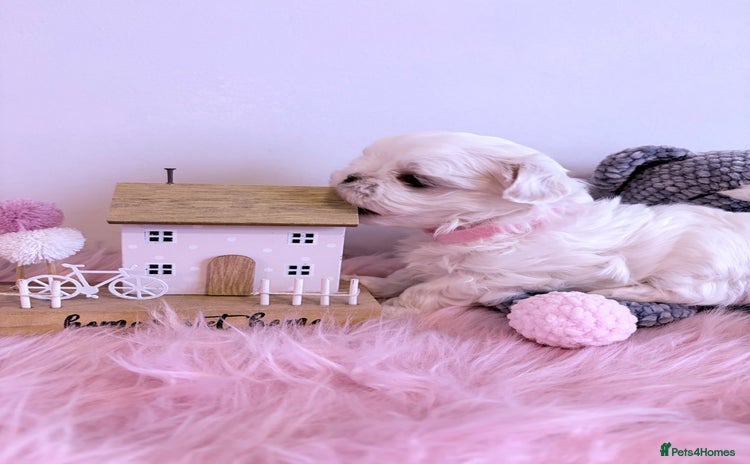 Maltese dogs 🌟🌟Full Korean Baby pups🌟🌟 - Advert 3