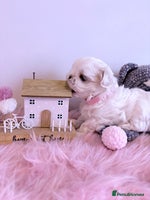Maltese dogs 🌟🌟Full Korean Baby pups🌟🌟 - Advert 6