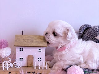 Maltese dogs 🌟🌟Full Korean Baby pups🌟🌟 - Advert 2