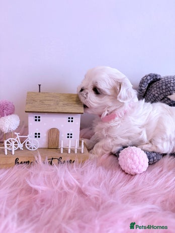 Maltese dogs 🌟🌟Full Korean Baby pups🌟🌟 - Advert 3