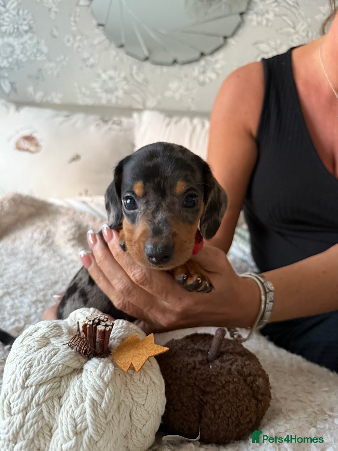 Dachshund dogs for sale: Beautiful litter of Dachshund puppies  - Image 14