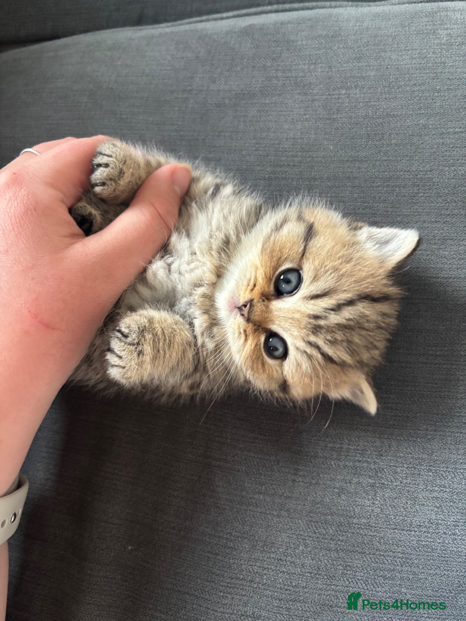 British Shorthair cats British longhair and shorthair kittens  - Advert 6