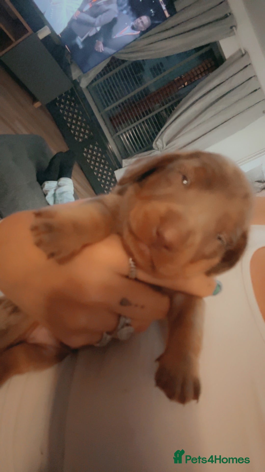 Miniature Dachshund dogs for sale: Last male miniature chocolate dapple dachshund - Image 4