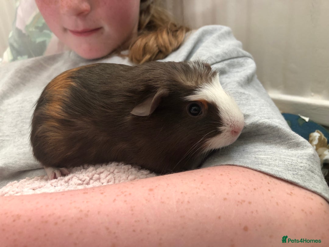 Guinea Pig rodents for sale: 2 gorgeous female Guinea pigs Blossom&Pumpkin - Advert 5