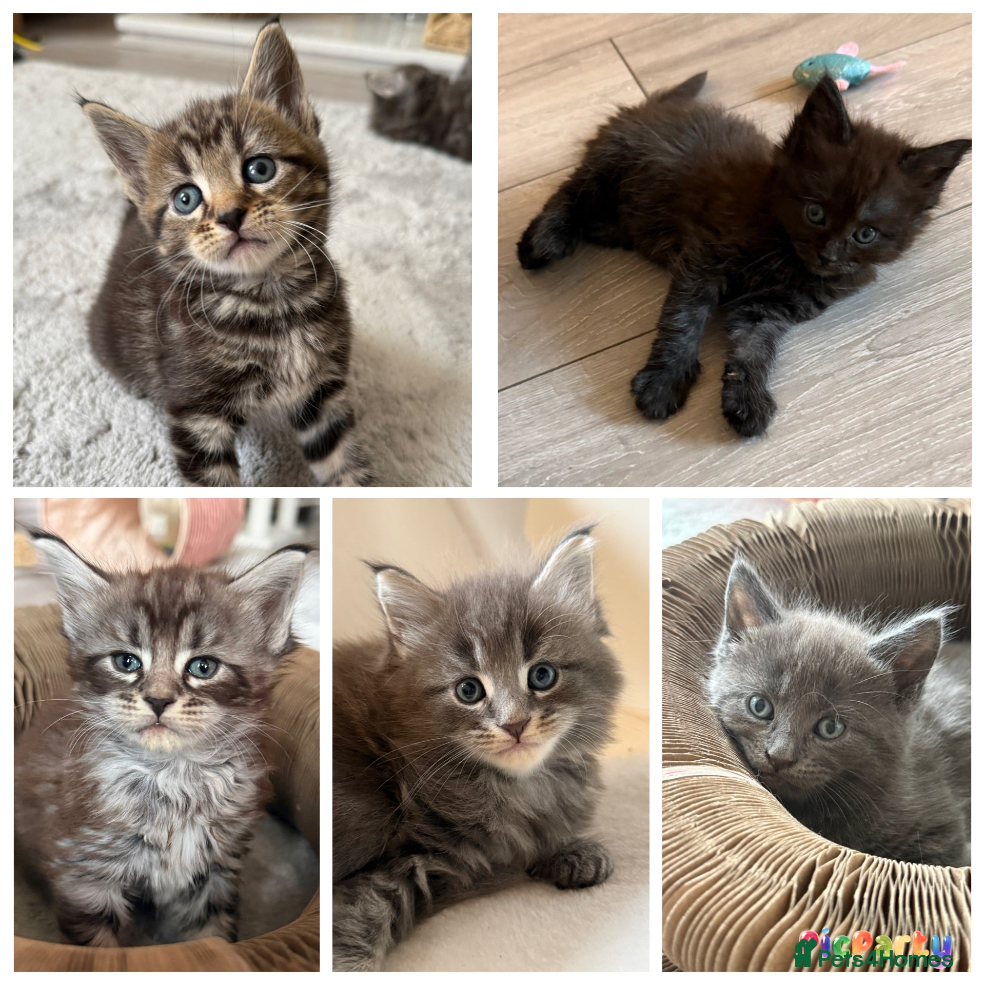 Maine Coon cats Beautiful 100% Maine Coon kittens - Advert 11