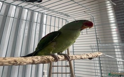 Parrots birds for sale: Alexandrine semi tame - Image 3