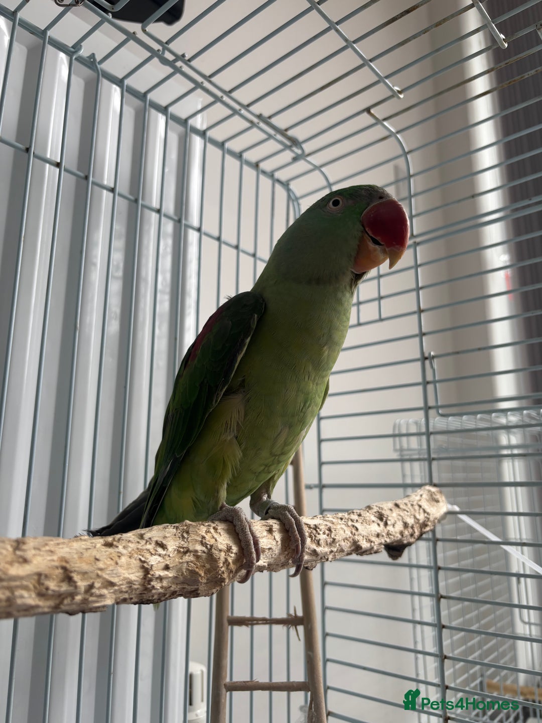 Parrots birds for sale: Alexandrine semi tame - Image 3