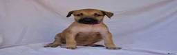 Mixed Breed dogs for sale: Dutch herder cross puppies - Advert 6