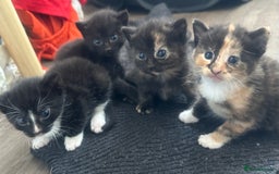 British Shorthair cats for sale: Ready for homes this week - Image 1