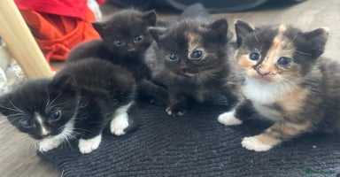 British Shorthair cats - Advert 6