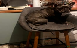 French Bulldog dogs for sale: Frenchie - Image 2