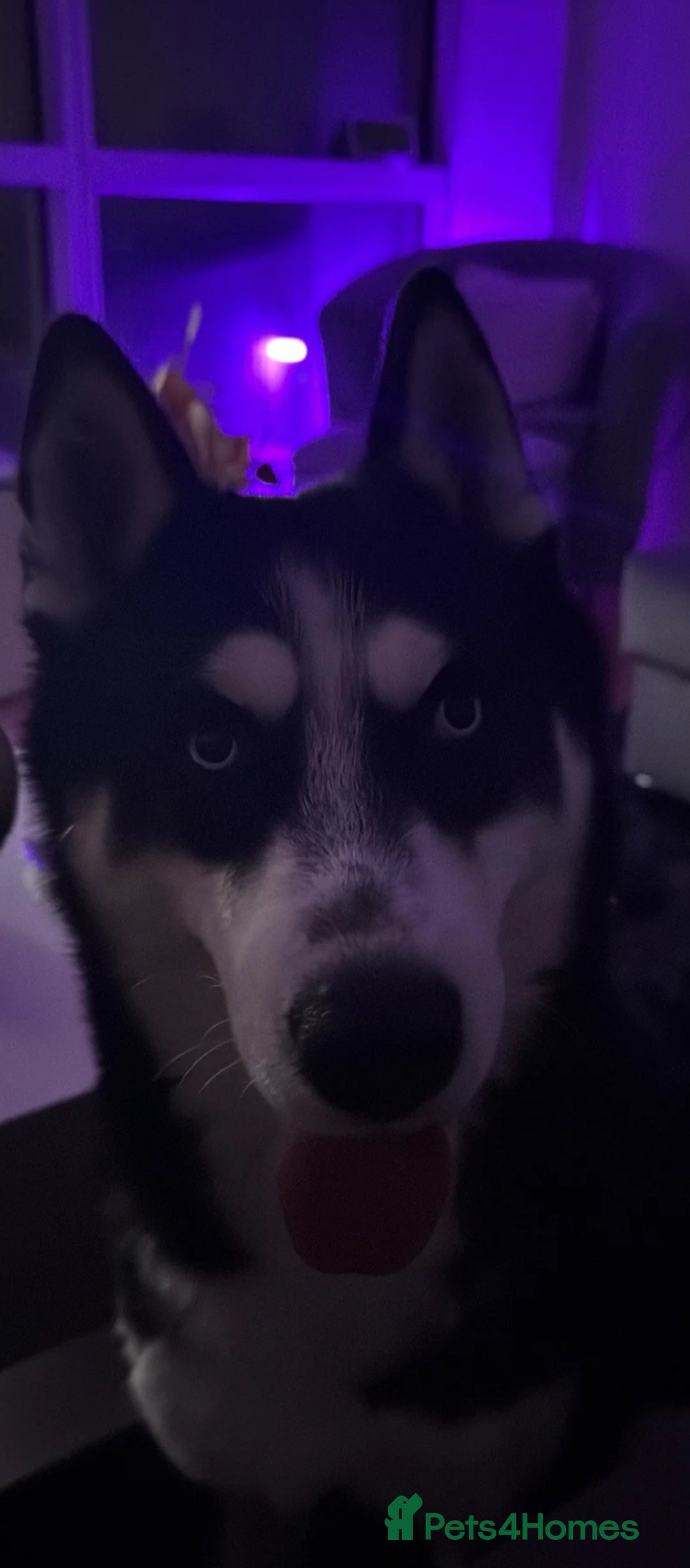 Siberian Husky dogs for sale: Loki husky  - Advert 2