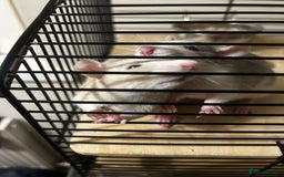 Rat rodents for sale: 4 rats for rehoming  - Image 4