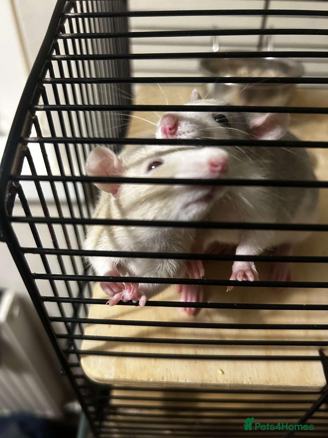 Rat rodents for sale: 4 rats for rehoming  - Image 4