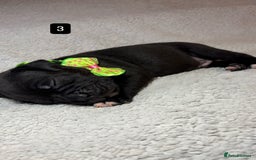 Staffordshire Bull Terrier dogs for sale: Billionaire Bill x Kenzduo Glass Souls  - Advert 5