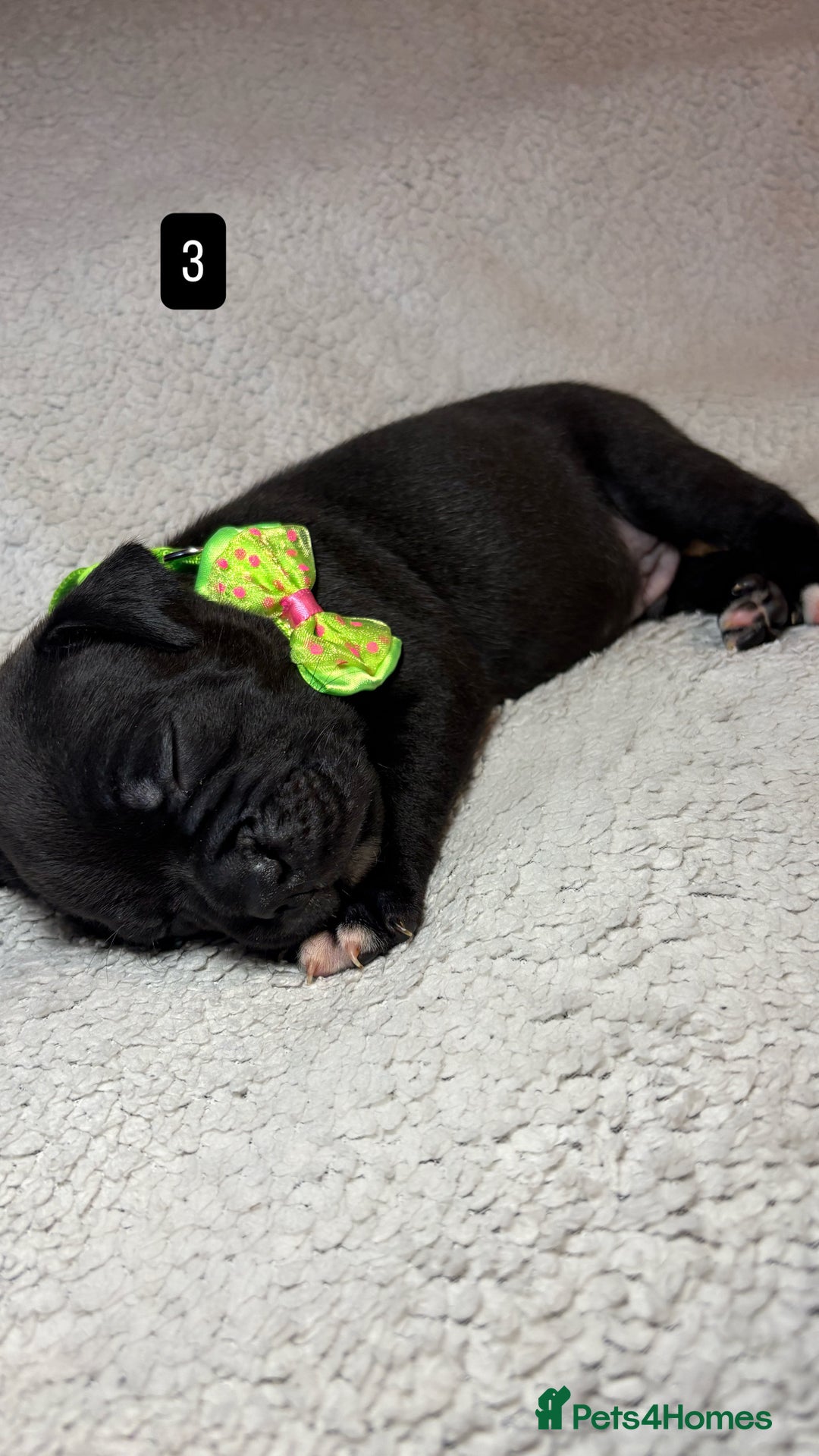 Staffordshire Bull Terrier dogs for sale: Billionaire Bill x Kenzduo Glass Souls  - Advert 5