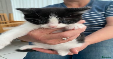 Mixed Breed cats - Advert 7