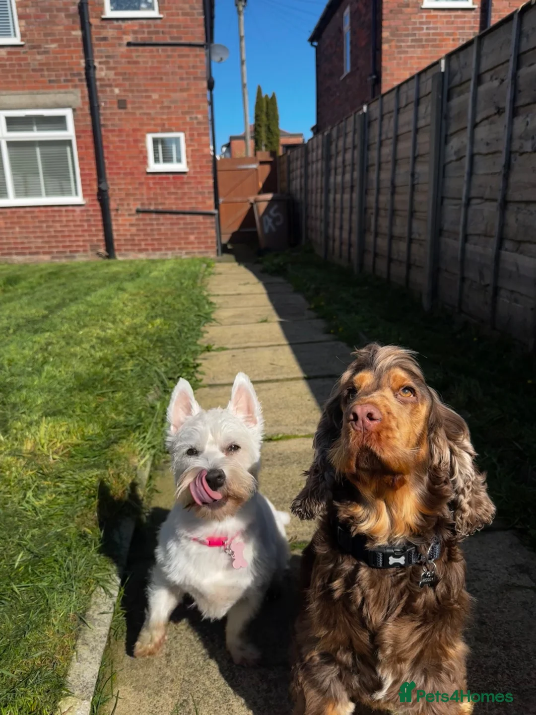 Mixed Breed dogs for sale: West highland terries x cocker spaniel puppies  in Manchester - Advert 8