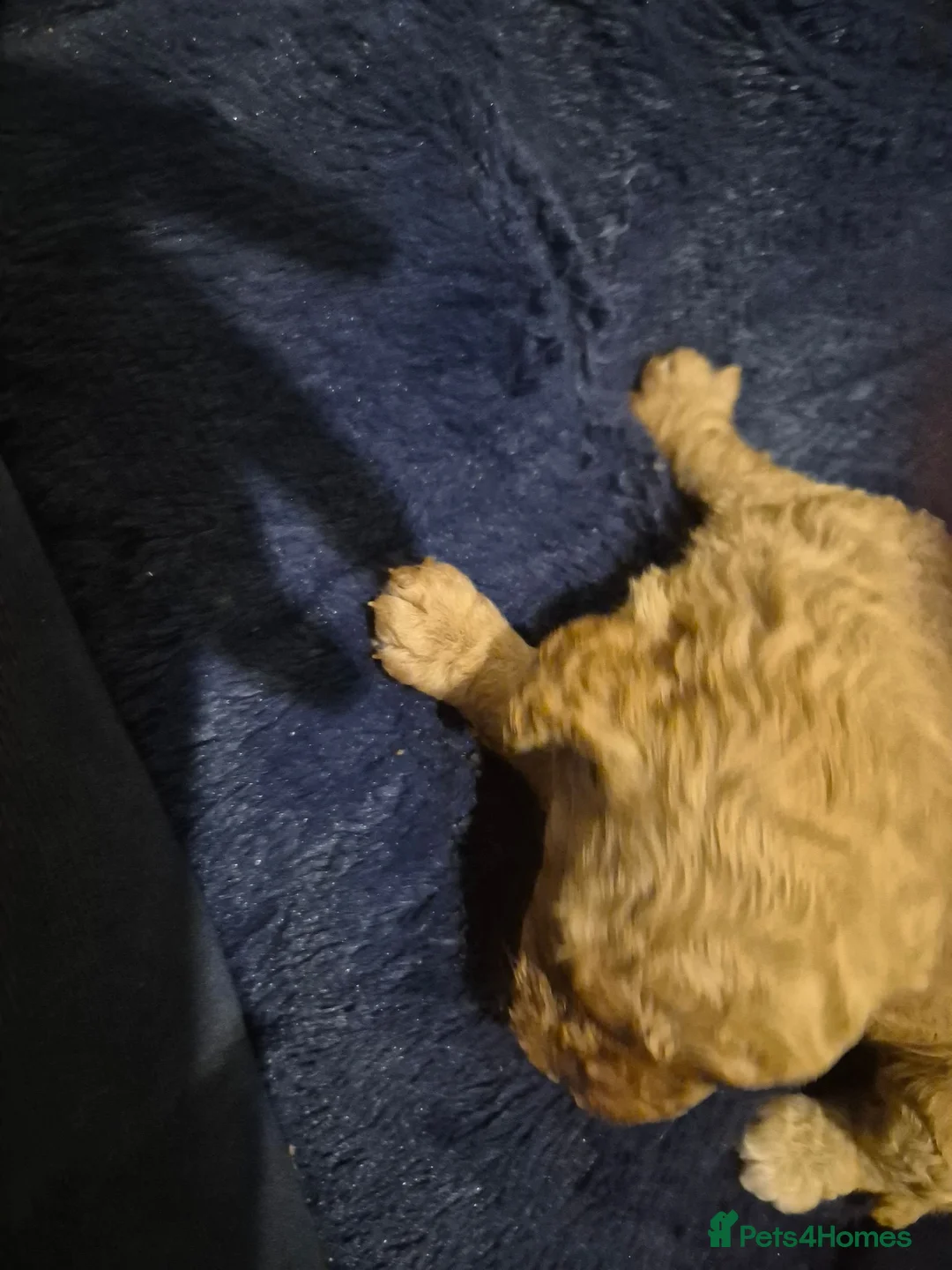 Cockapoo dogs for sale: Male Cockerpoo pup in Yarm - Advert 2
