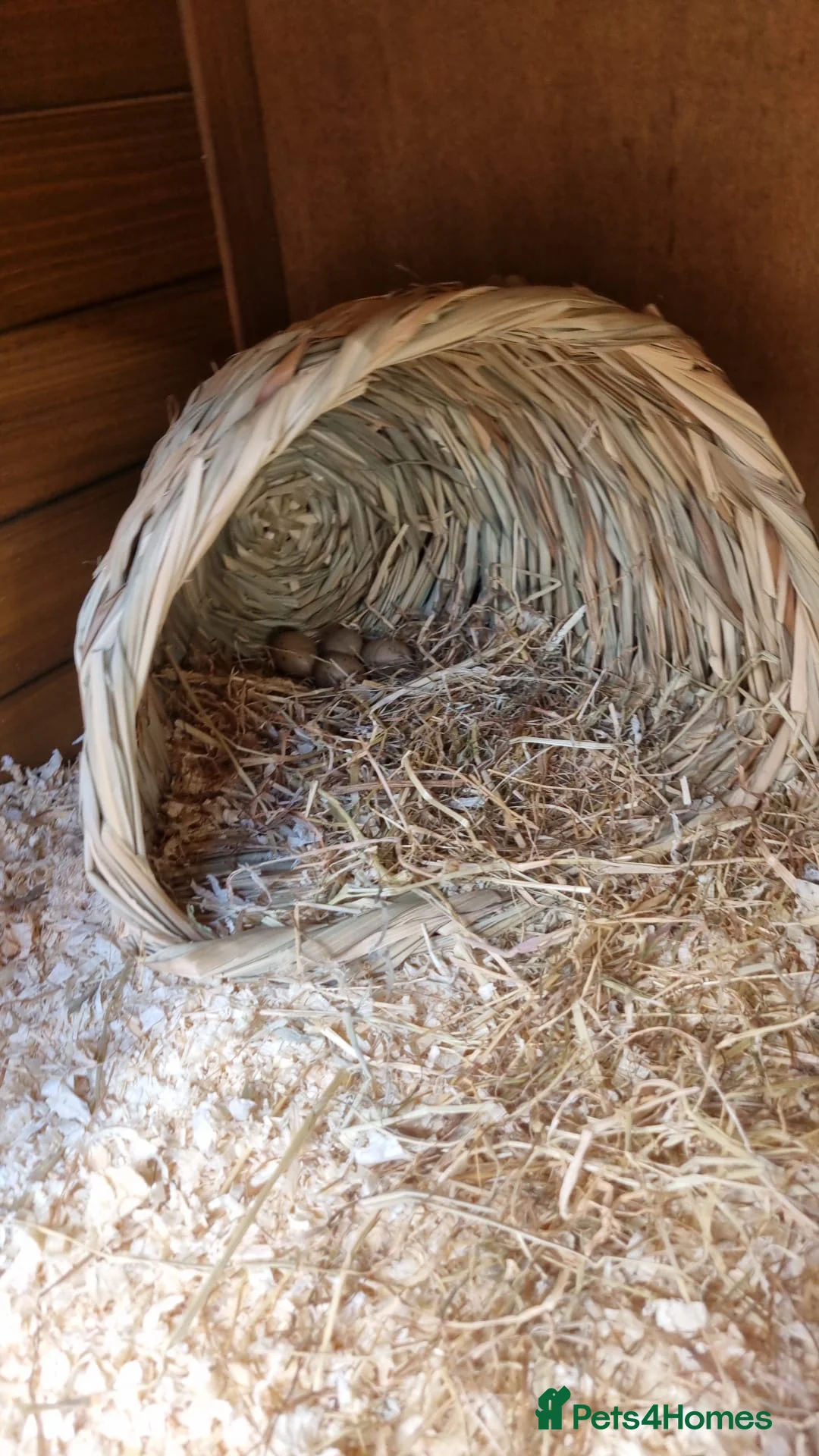 Mixed Breed birds for sale: Button quails in Redditch - Advert 3
