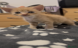 Domestic Shorthair cats for sale: 4 beautiful kittens looking for homes 🏡🥰 - Image 6