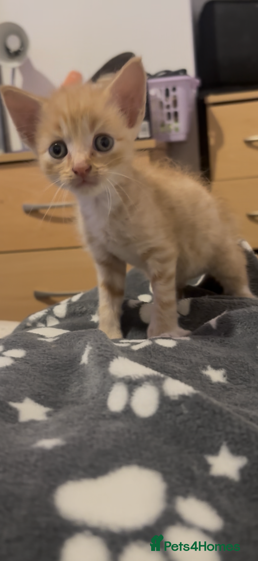 Domestic Shorthair cats for sale: 4 beautiful kittens looking for homes 🏡🥰 - Image 6