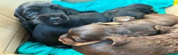 Cocker Spaniel dogs for stud: Stud Working Cocker Spaniel KC Registered  - Advert 7