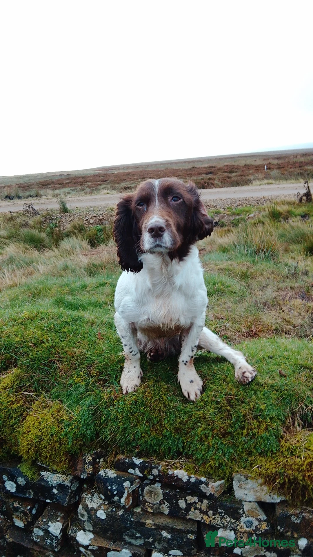 English Springer Spaniel dogs for sale: Nearly 5 years old springer bitch  - Advert 1