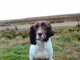English Springer Spaniel dogs Nearly 5 years old springer bitch - Advert 1