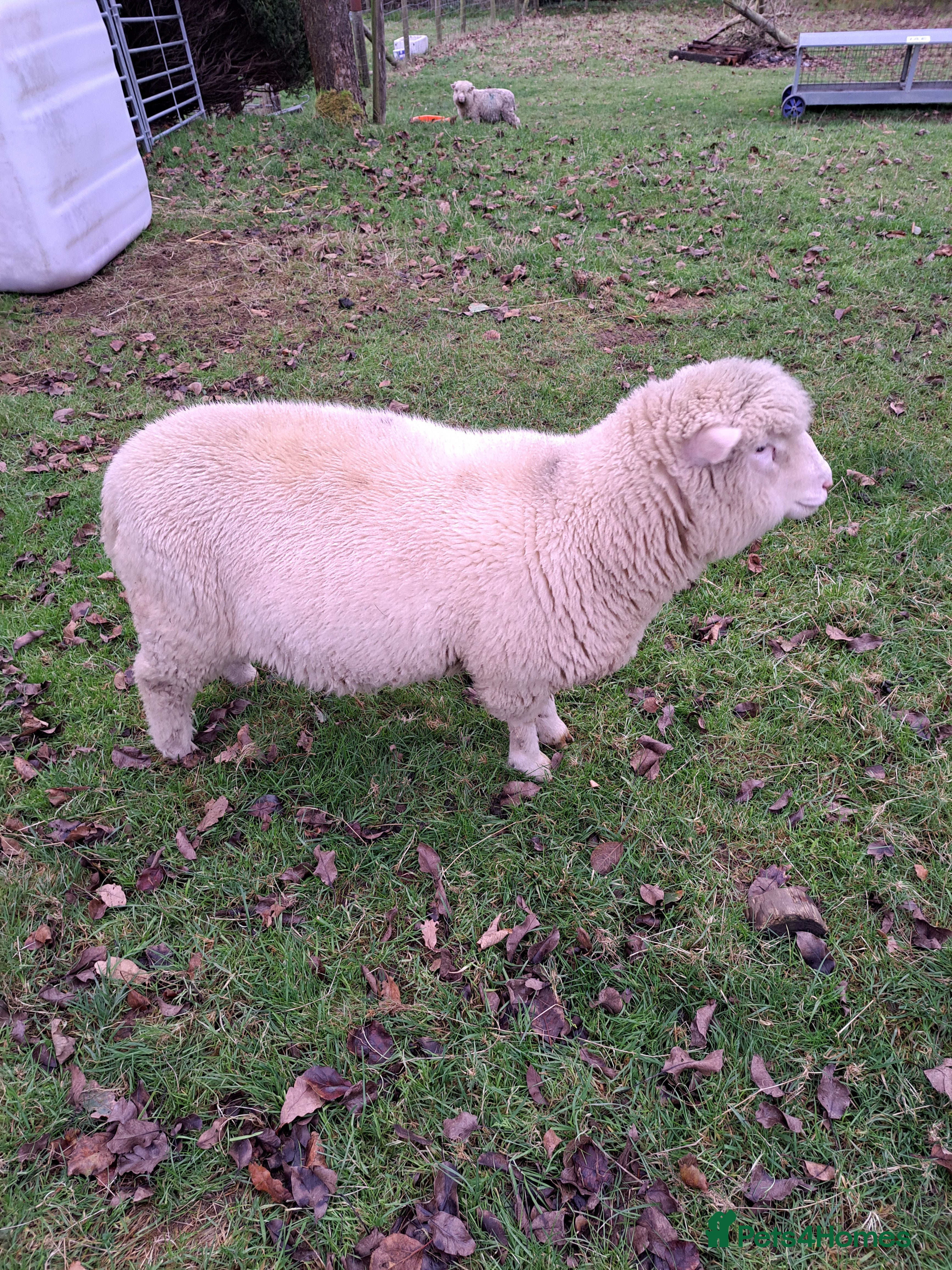 Sheep livestock Poll Dorset ram lamb  - Advert 3