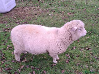 Sheep livestock Poll Dorset ram lamb - Advert 3