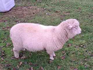 Sheep livestock Poll Dorset ram lamb - Advert 15