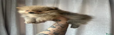 Pomeranian Puppy 4
