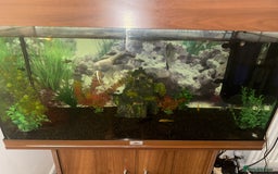Tetras fish for sale: Fish tank with tropical fish all included  - Image 1