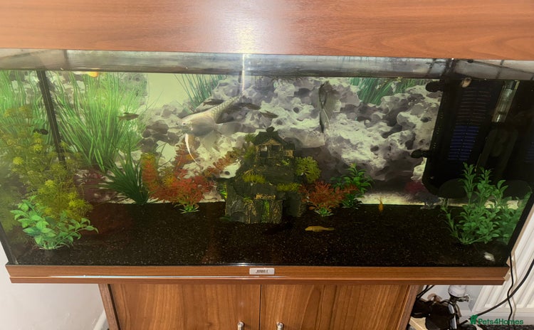 Tetras fish - Advert 1