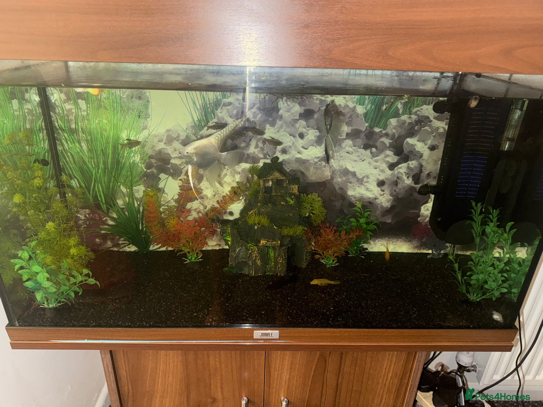 Tetras fish for sale: Fish tank with tropical fish all included  - Image 1