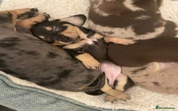 Miniature Dachshund dogs for sale: Beautiful Dachshund X - Image 16