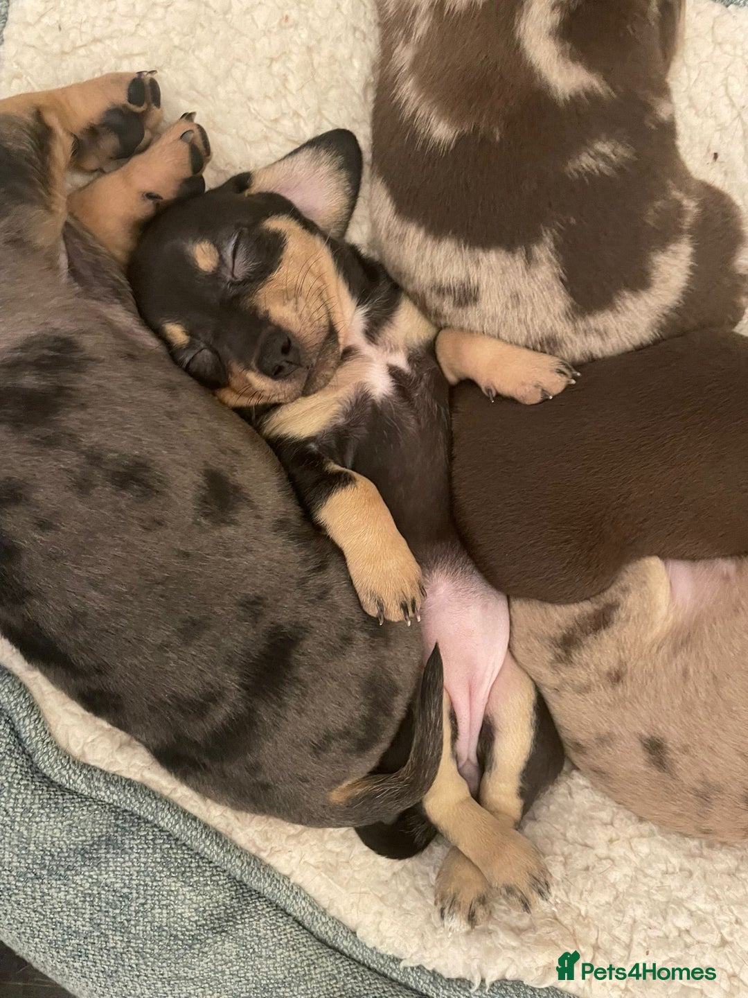 Miniature Dachshund dogs for sale: Beautiful Dachshund X - Image 16