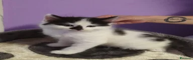 Turkish Angora 1