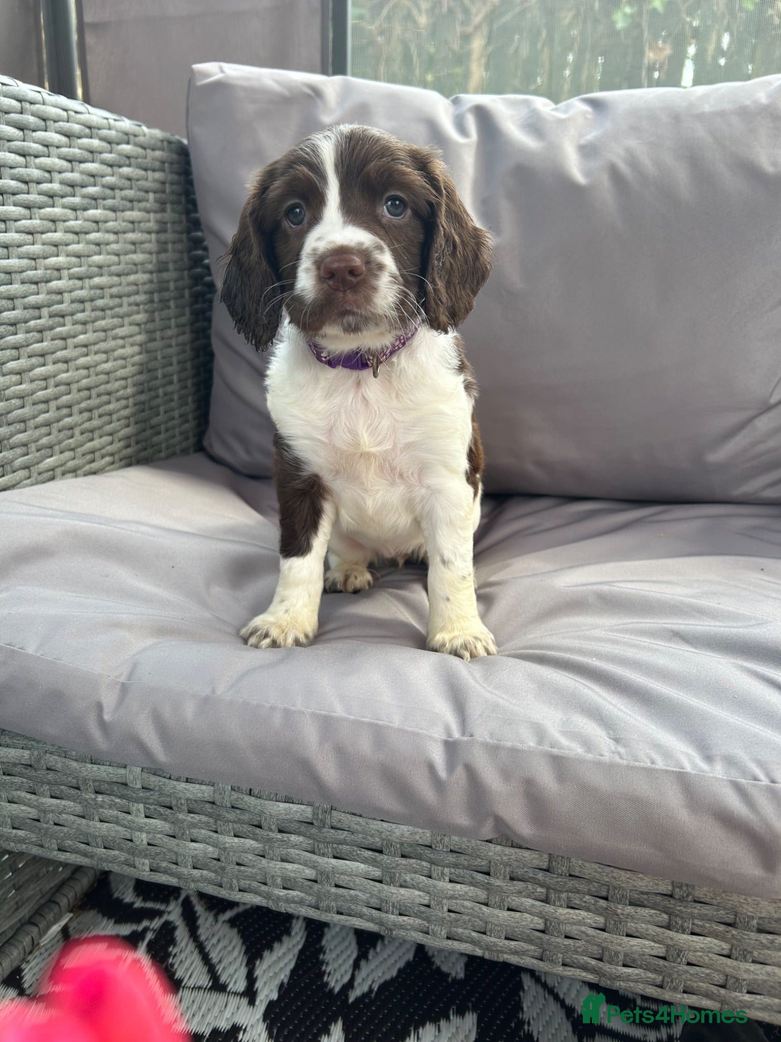 English Springer Spaniel dogs English Springer Spaniel  - Advert 6