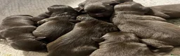 Labrador Retriever dogs for sale: KC CHOCOLATE LABRADOR PUPS HEALTH TESTED PARENTS - Advert 3