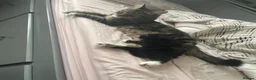 Mixed Breed cats for sale: Adorable bonded pair in Edgware - Advert 27