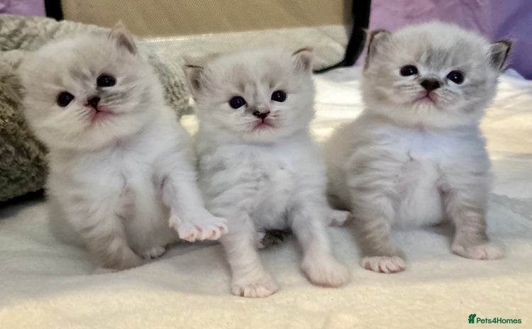 Ragdoll cats - Advert 3