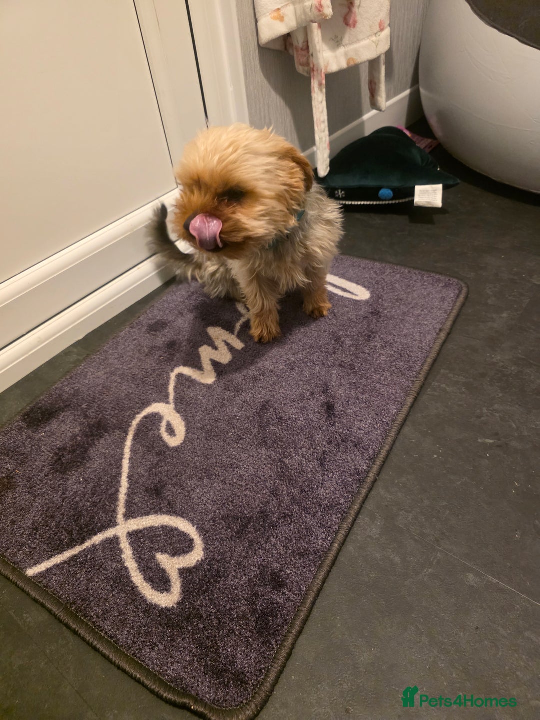 Yorkshire Terrier dogs for sale: Yorkshire terrier 8 months old girl - Advert 3