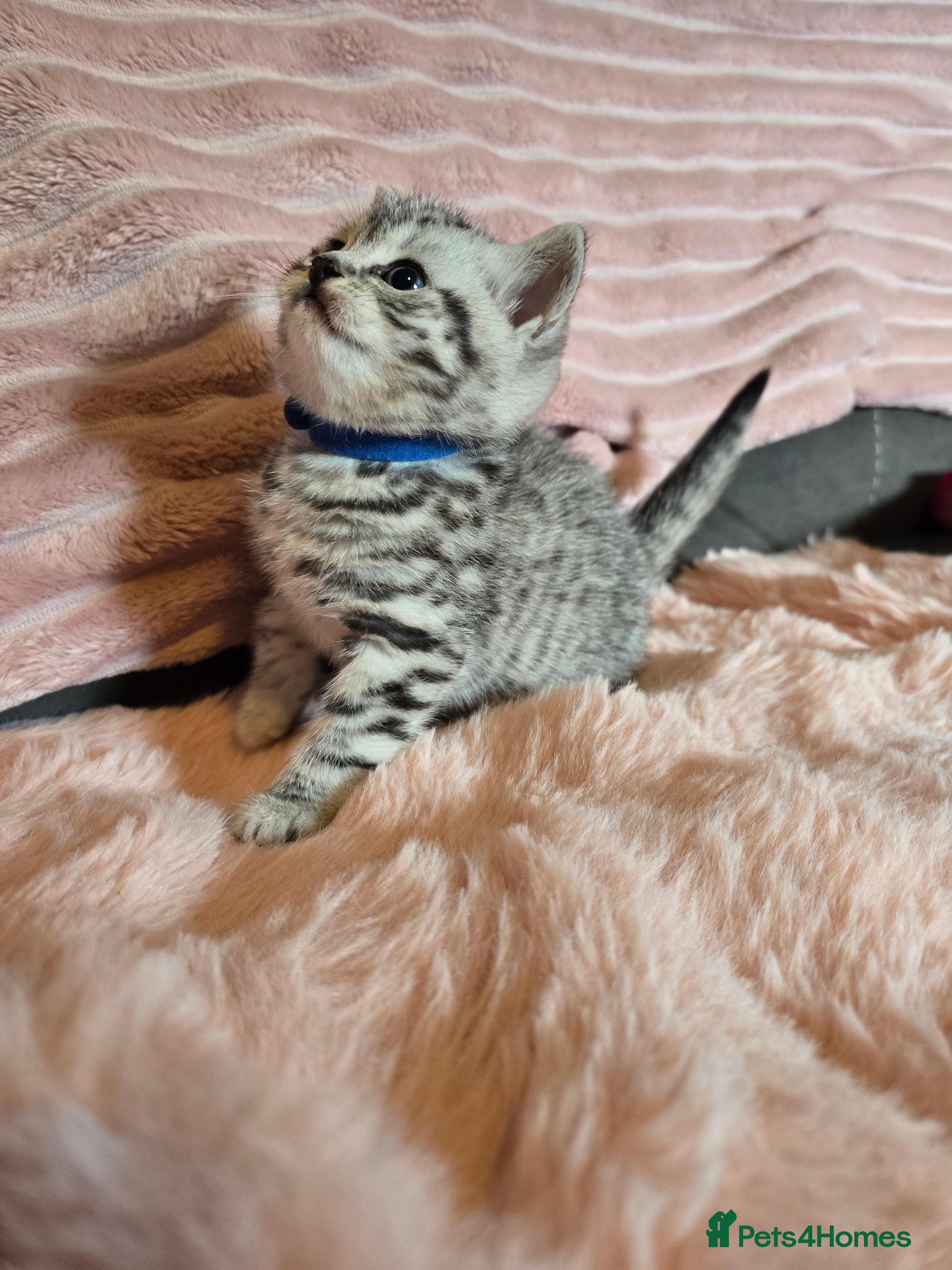 British Shorthair cats Beautiful bsh kittens  - Advert 1