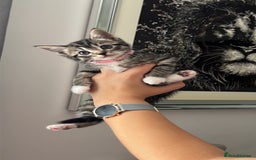 Bengal cats for sale: Bengal/Tabby - Image 16