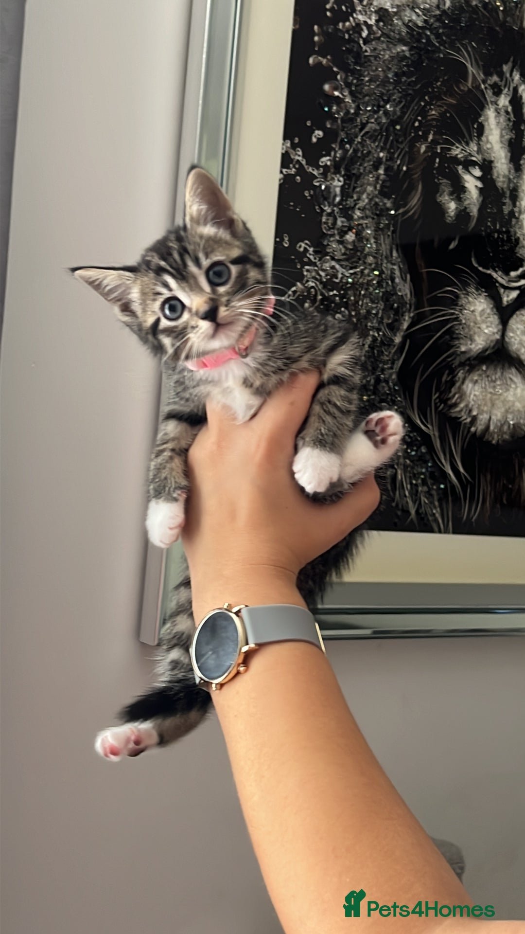 Bengal cats for sale: Bengal/Tabby - Image 16